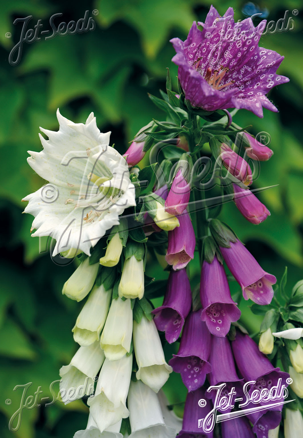 Digitalis purpurea 'Monstrosa Mix'