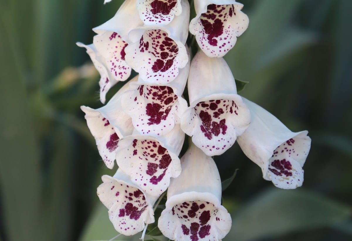 Digitalis purpurea 'Pam's Choice'