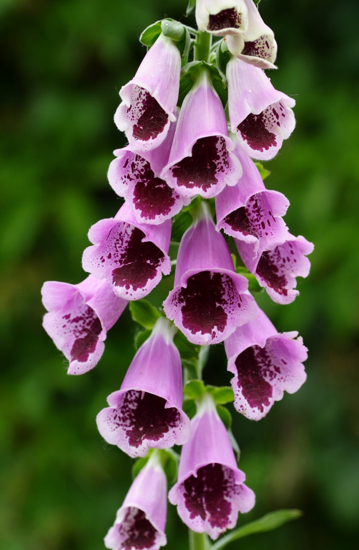 Digitalis purpurea 'Sugar Plum'