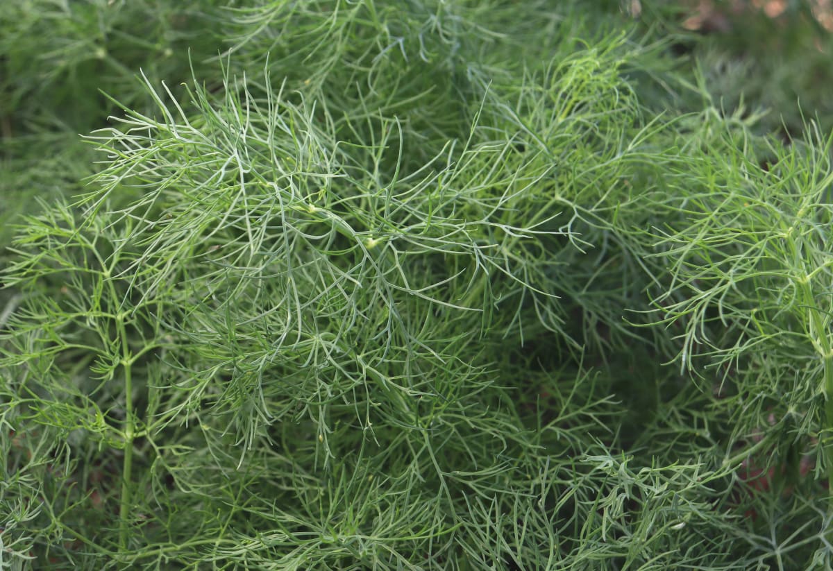 Dill 'Szmaragd'