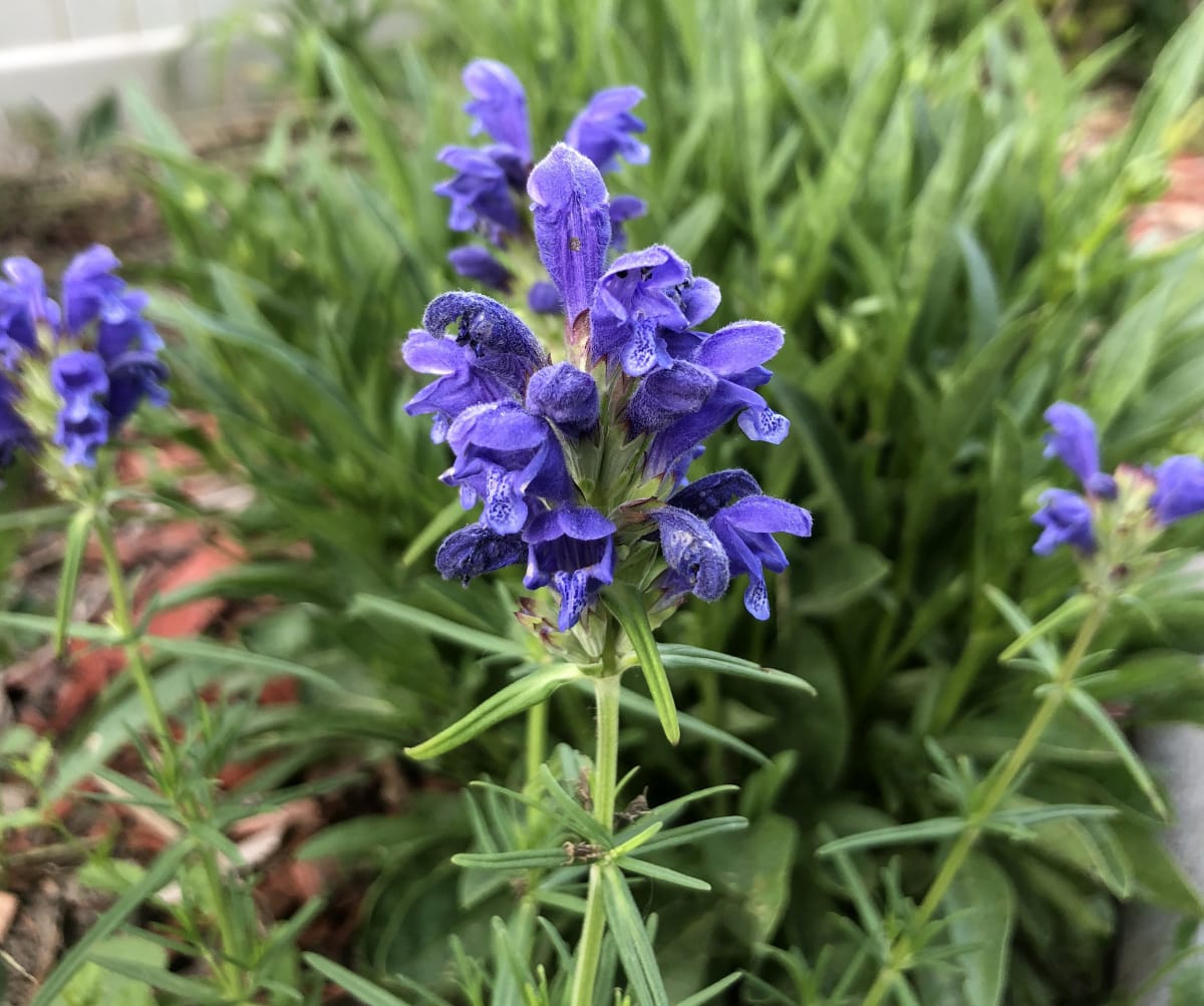 Dracocephalum 'Blue Moon'