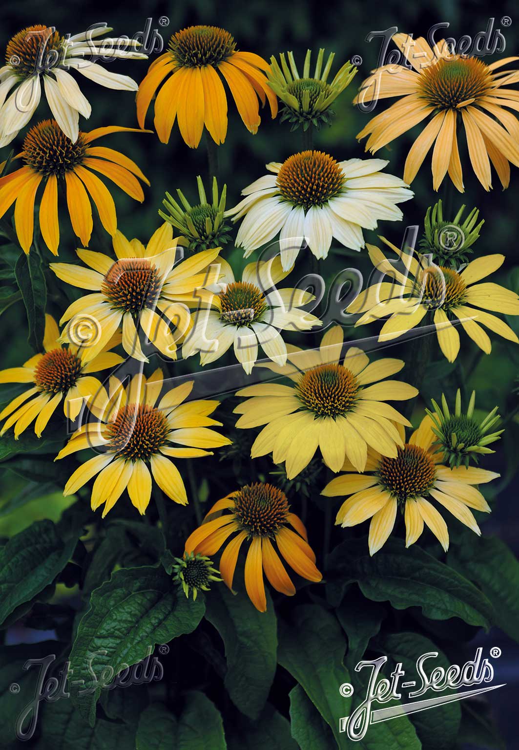 Echinacea purpurea 'Mellow Yellows'