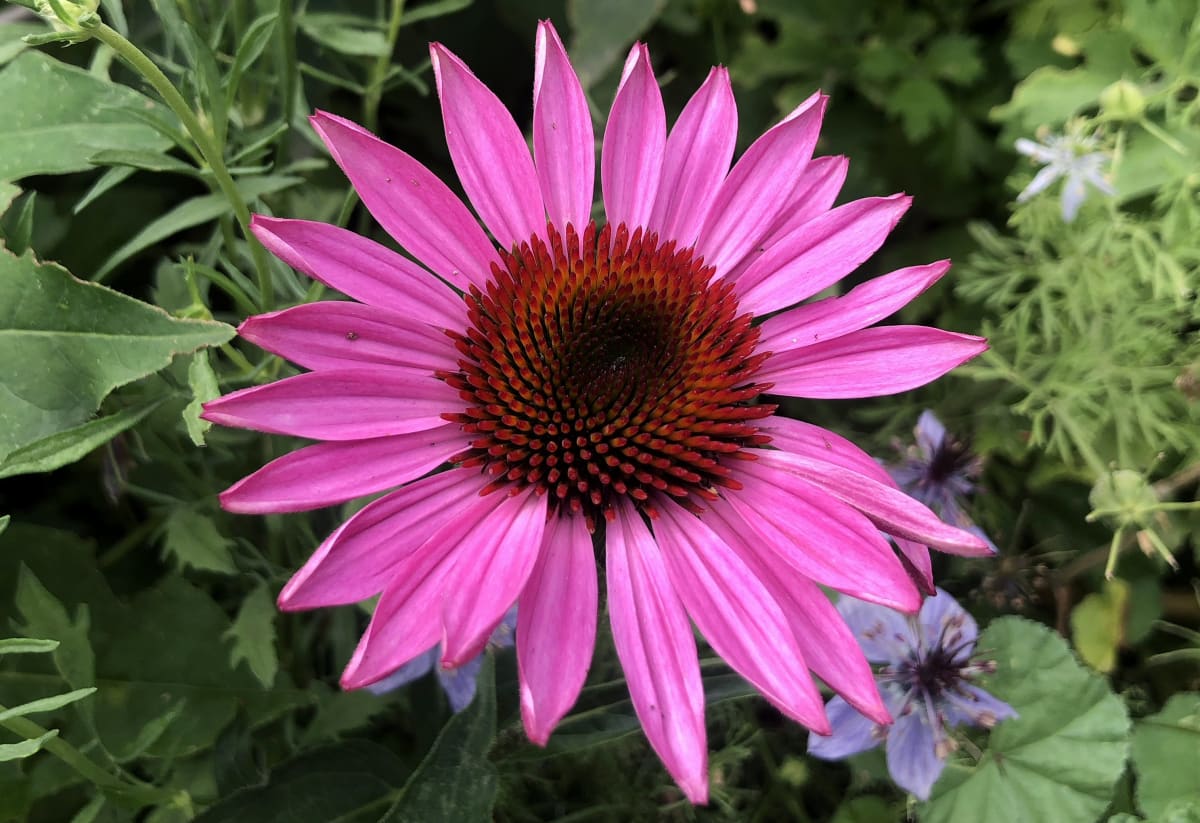 Echinacea purpurea 'Ruby Star'