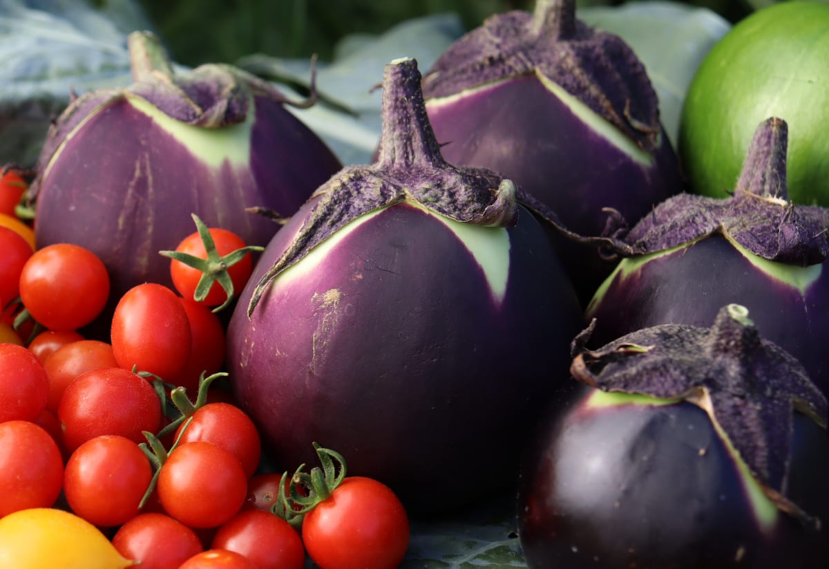 Eggplant 'Kamo'