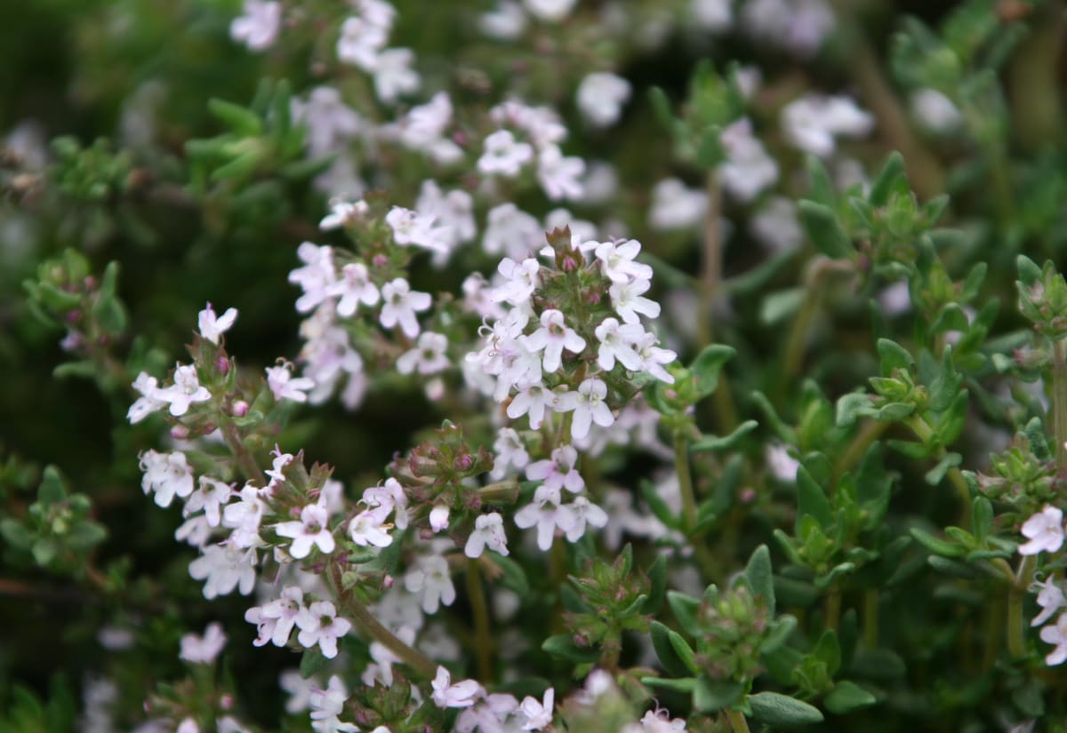 English Thyme
