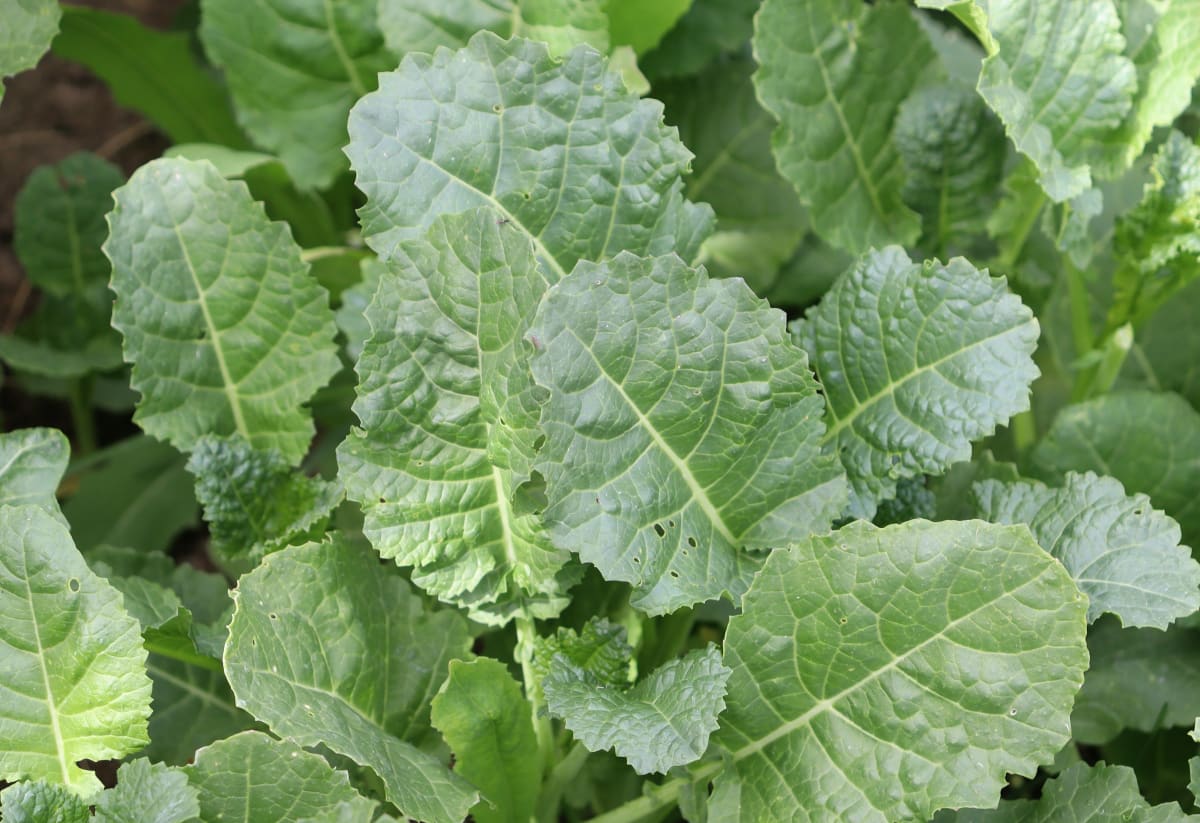 Ethiopian Kale