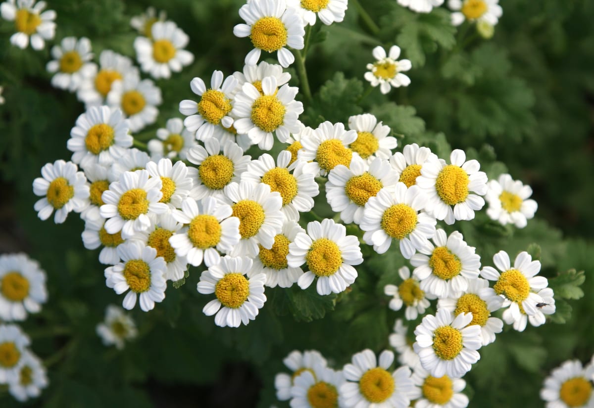 Feverfew