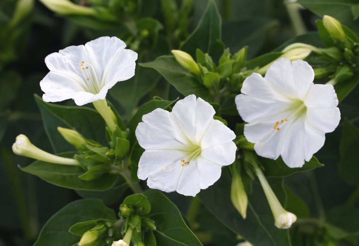 Four O'Clock 'Alba'