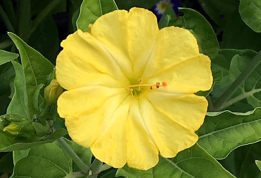 Four O'Clock 'Yellow'