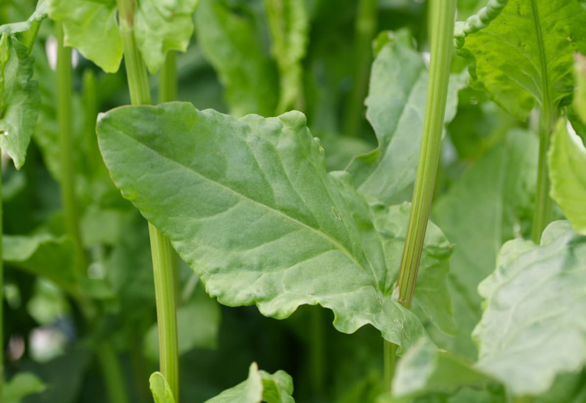 French Sorrel
