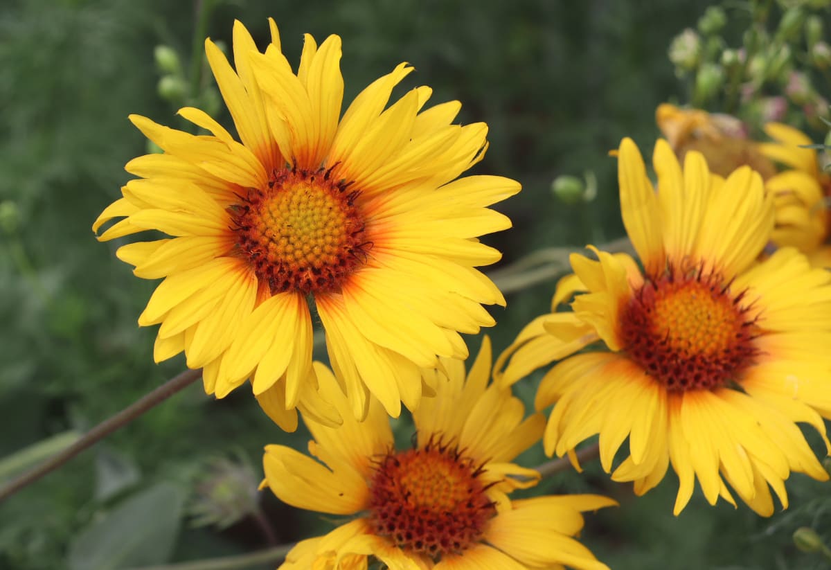 Gaillardia 'Amber Wheels'