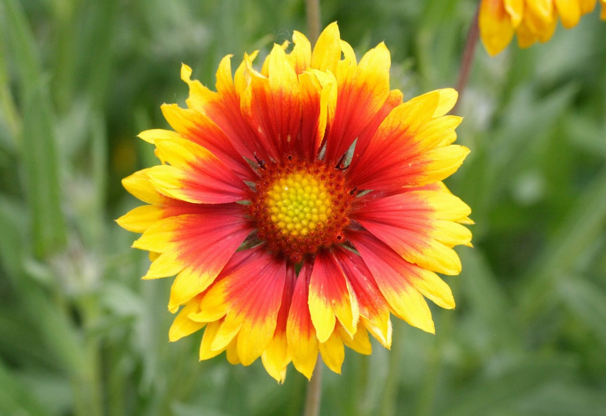 Gaillardia 'Bremen'