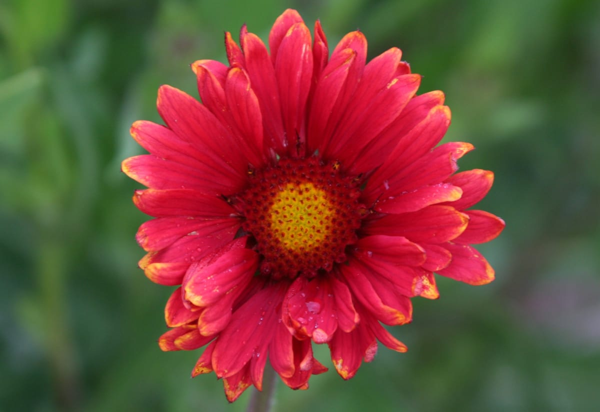 Gaillardia 'Burgundy'