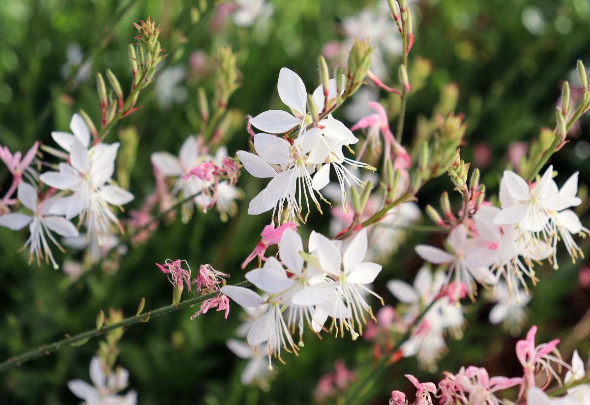 Gaura lindheimeri