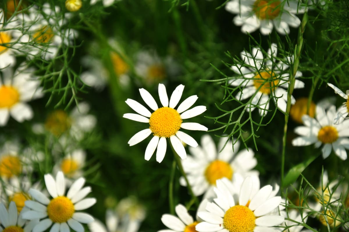 German Chamomile