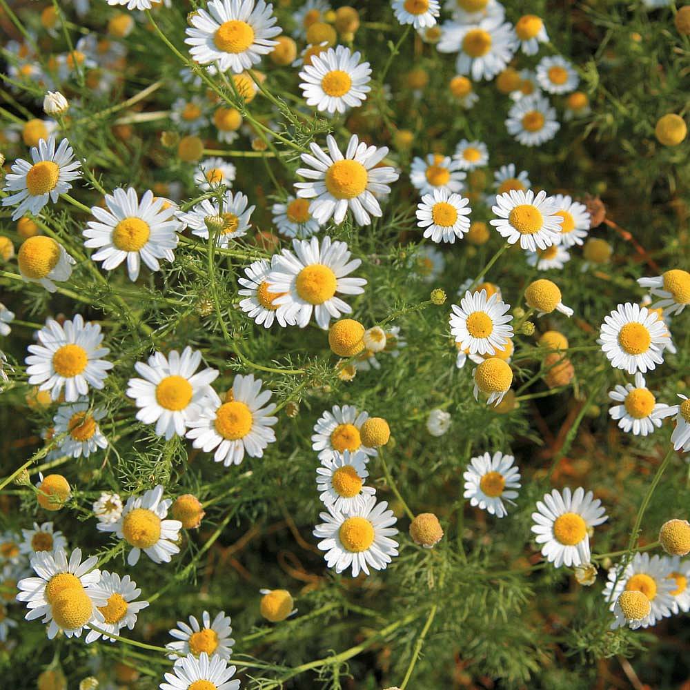 German Chamomile