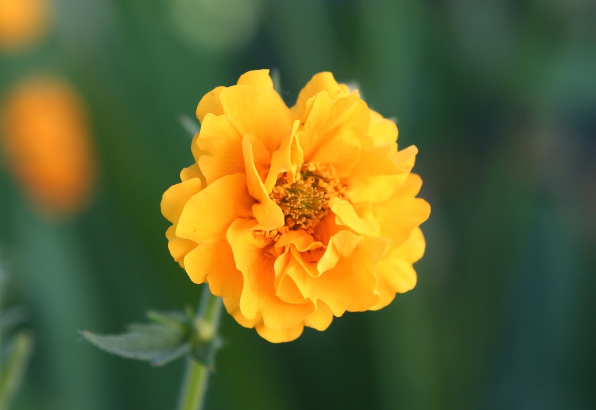 Geum 'Lady Stratheden'