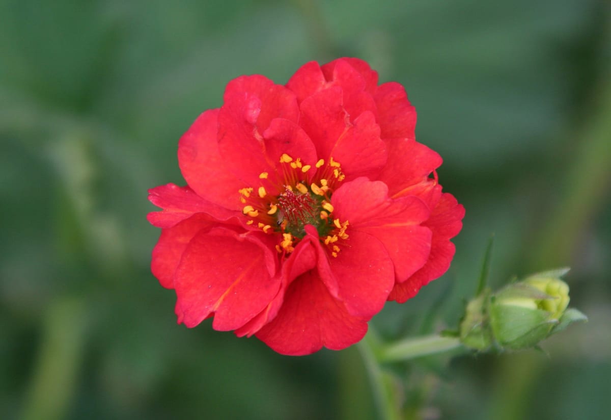 Geum 'Mrs. Bradshaw'