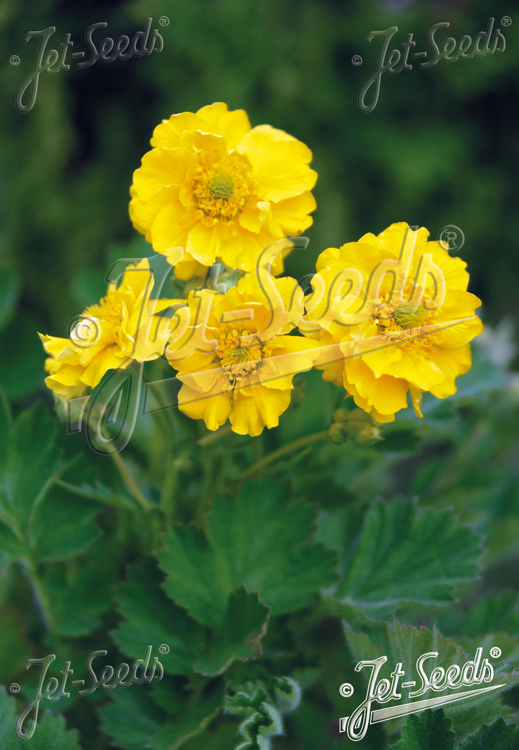 Geum 'Sunrise'