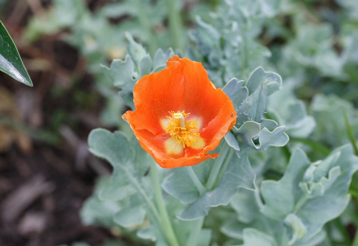 Glaucium 'Burnt Orange'