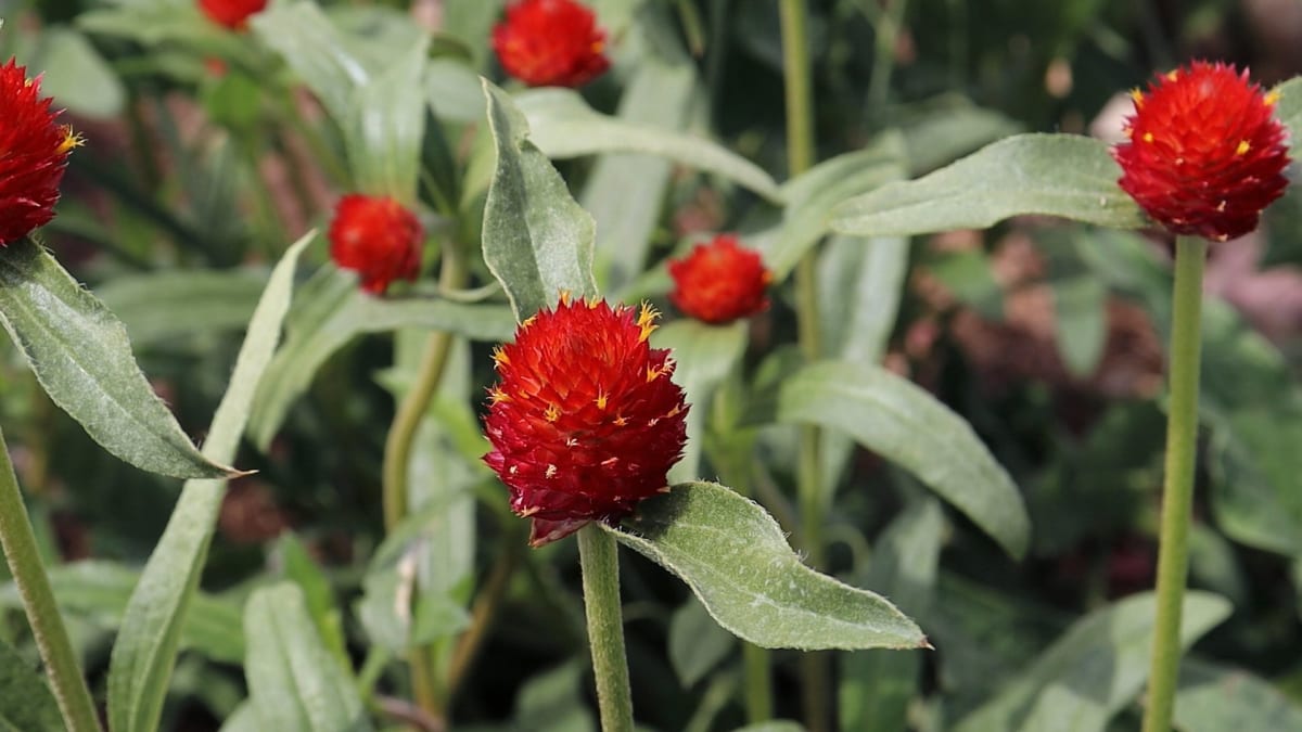 Gomphrena 'Strawberry Fields'