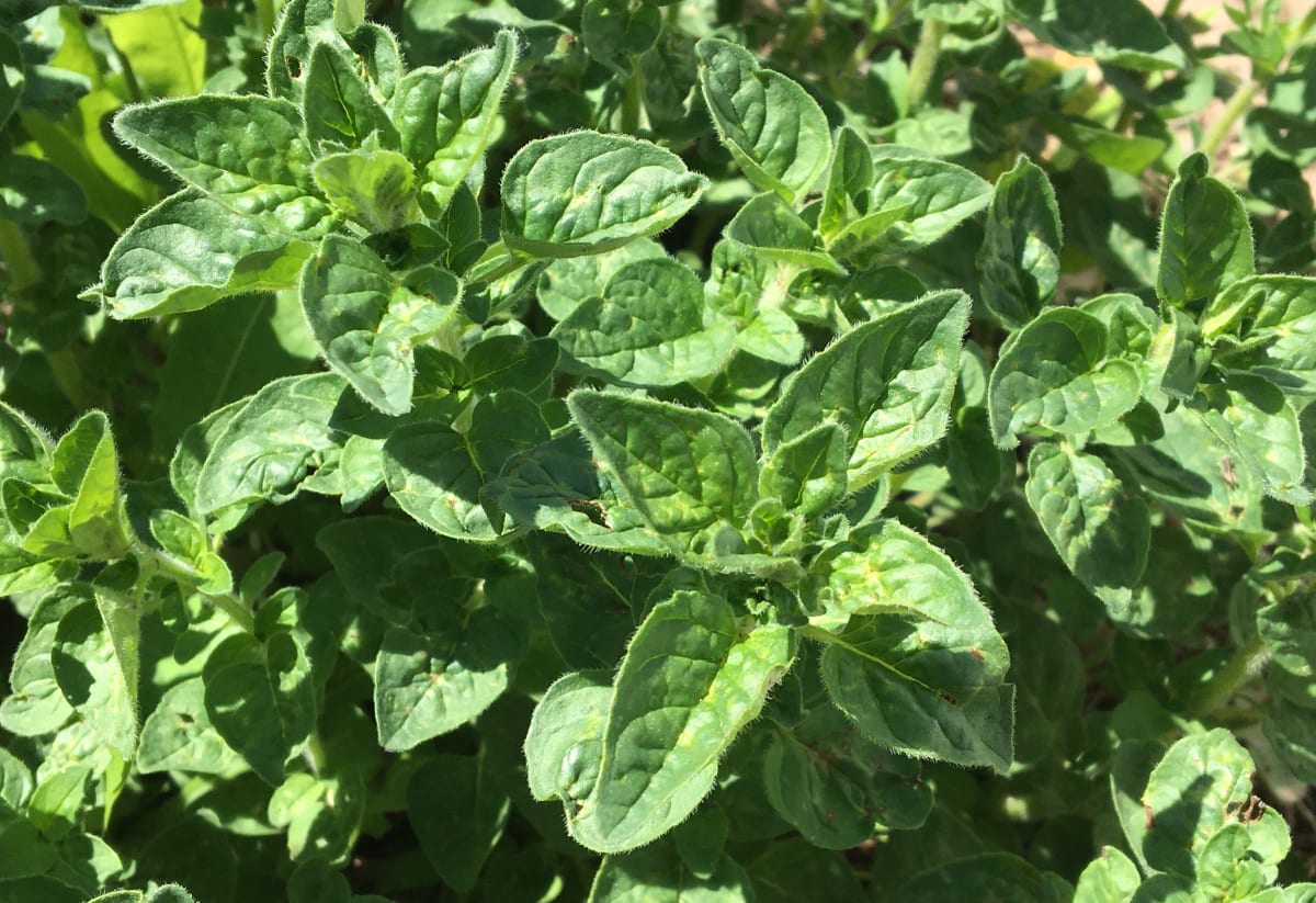 Greek Oregano