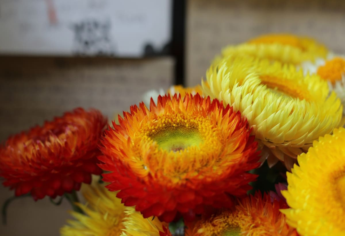 Strawflower Mix