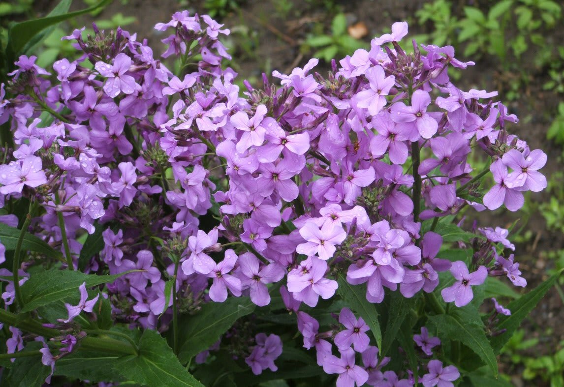 Hesperis matronalis Violet