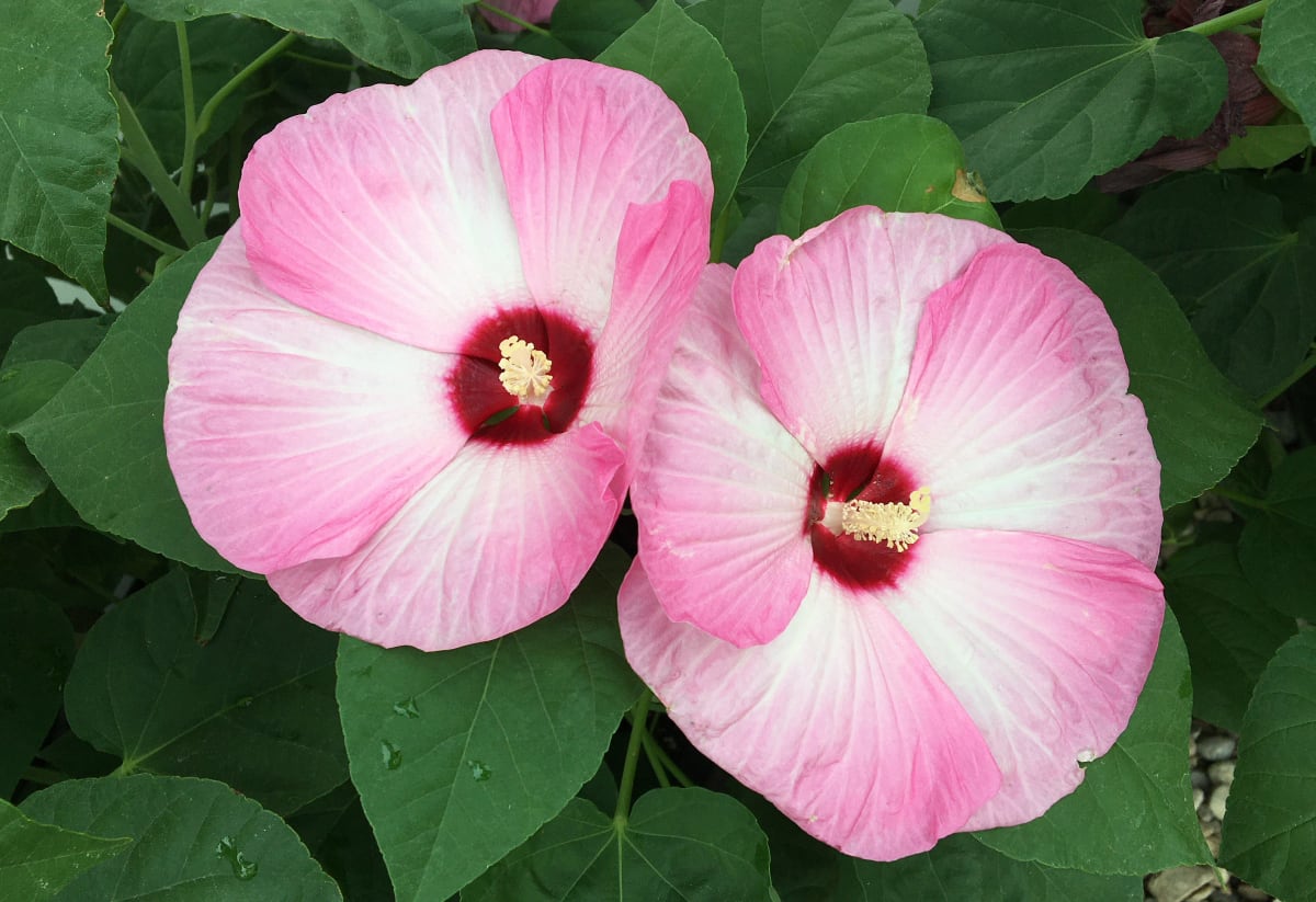 Hibiscus moscheutos Mix