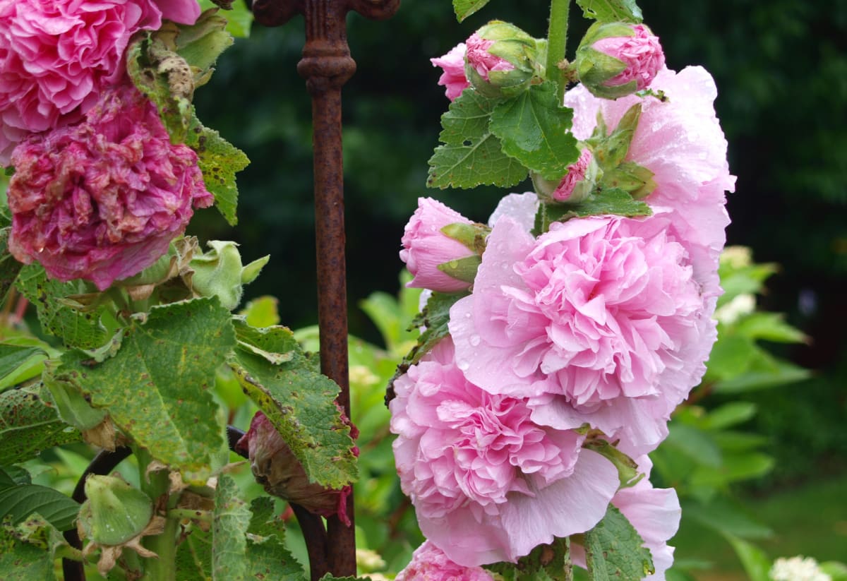 Hollyhock 'Chaters Double Mix'