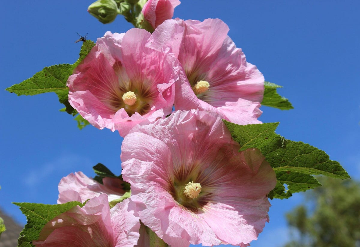 Hollyhock 'Indian Spring'