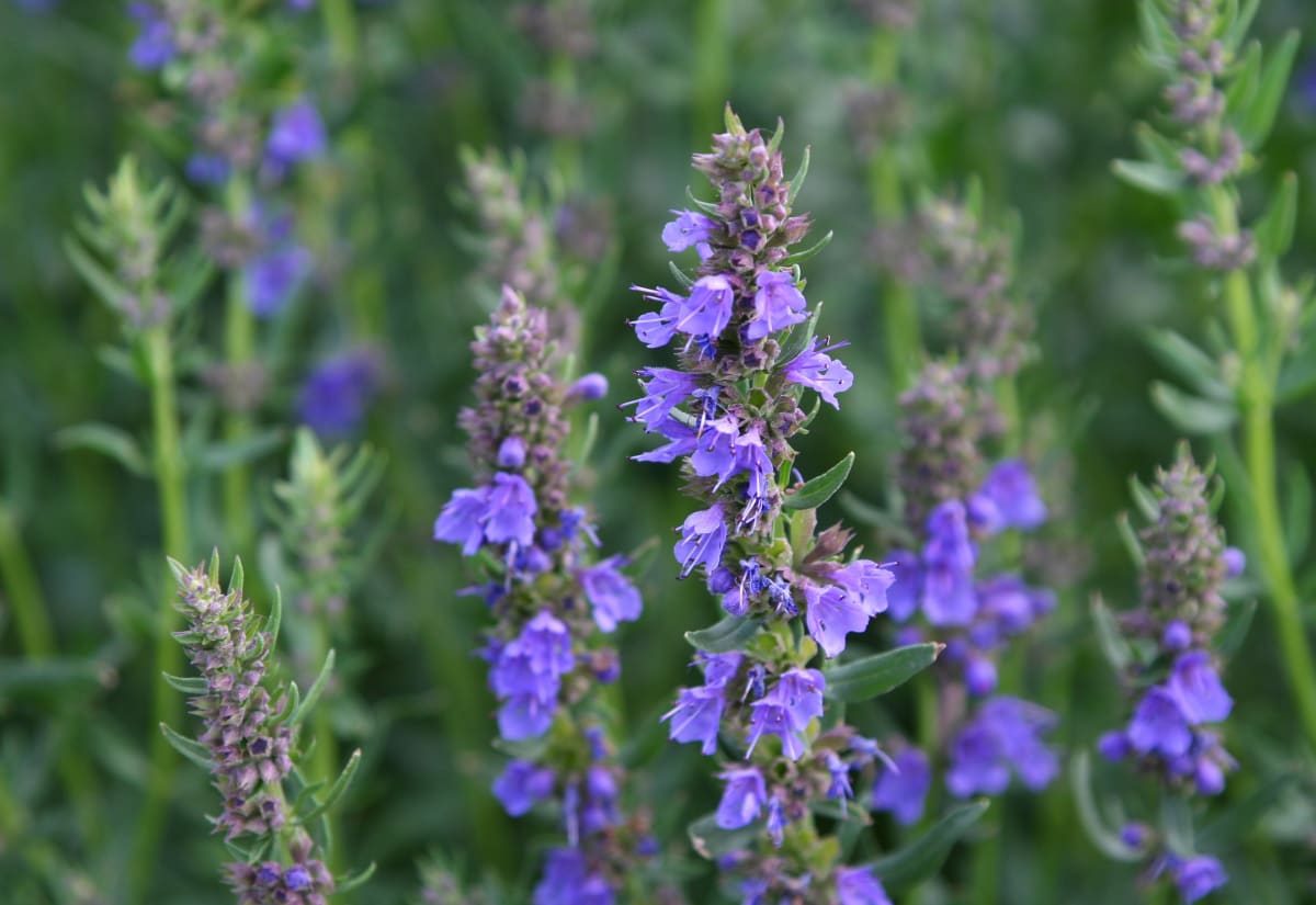 Hyssopus officinalis
