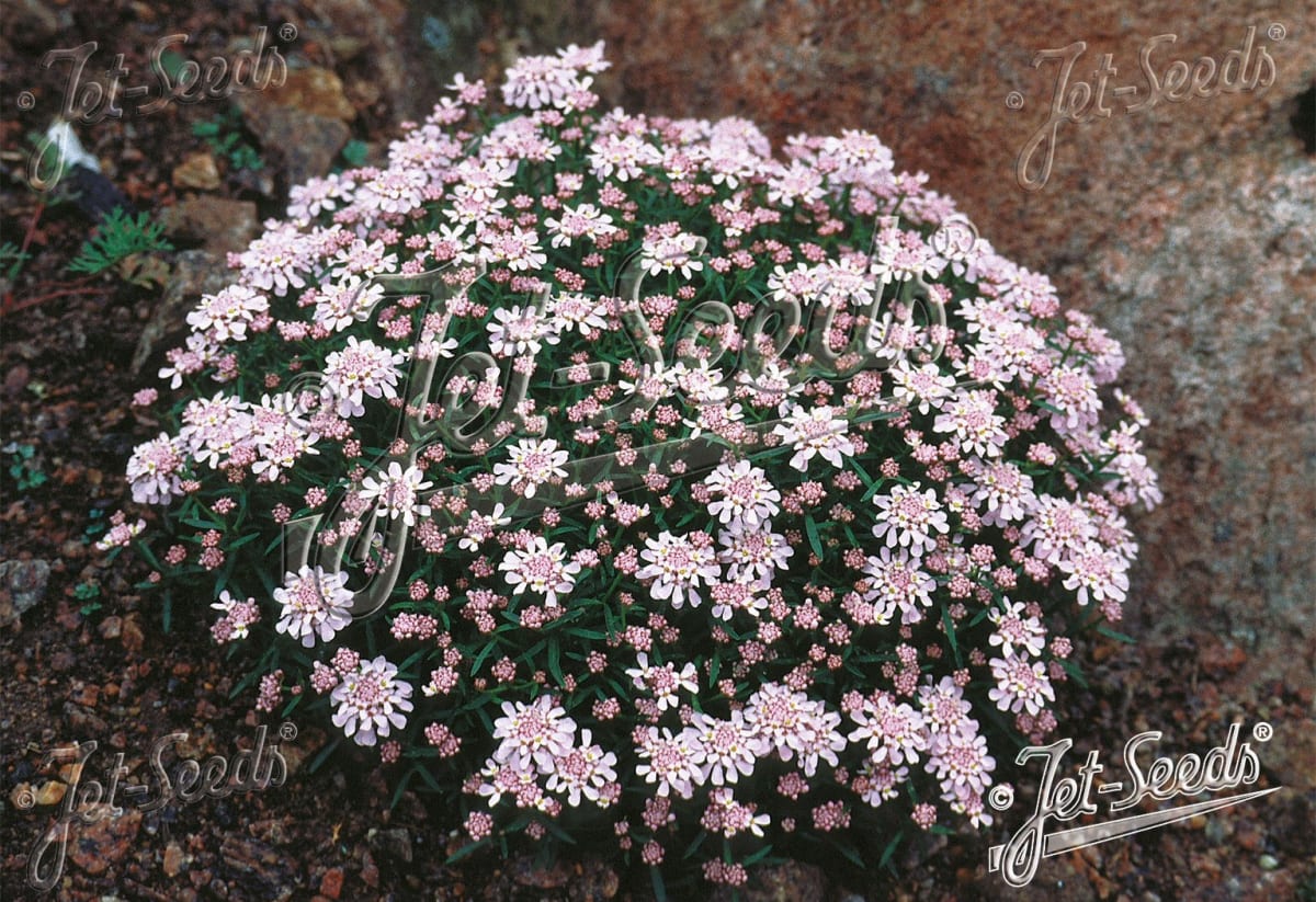 Iberis aurosica 'Sweetheart'
