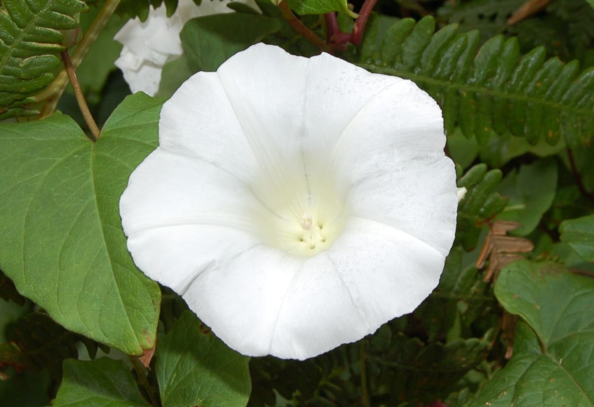 Moonflower Vine