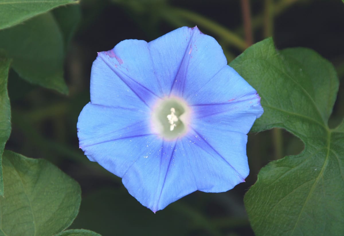 Ivy-Leaved Morning Glory