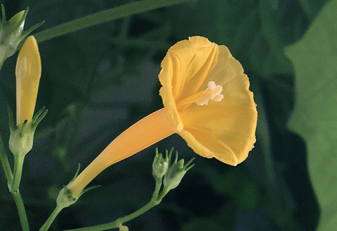 Yellow Trumpet Morning Glory