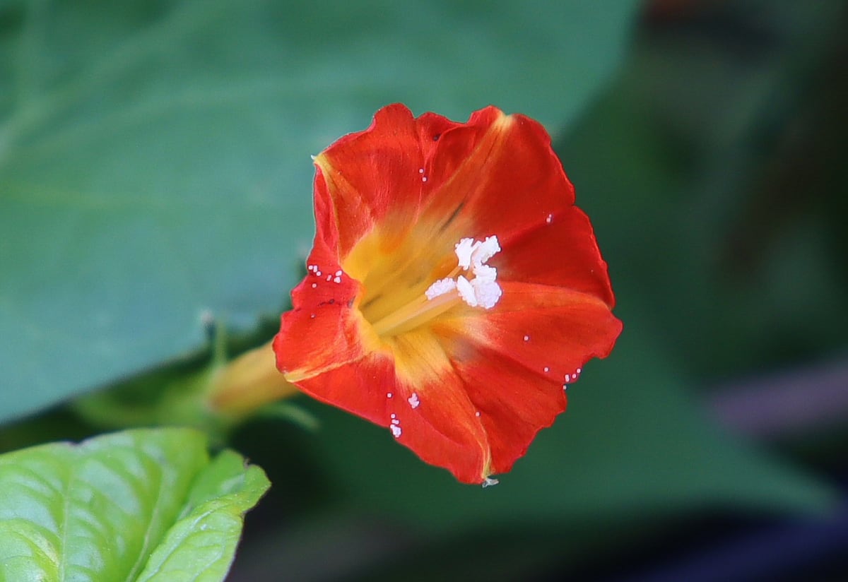 Hearts and Honey Vine 'Sunspots'