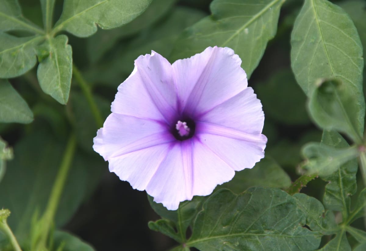 Orange-Seeded Morning Glory