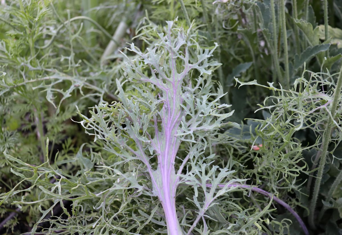 Kale 'Feathered Frills'