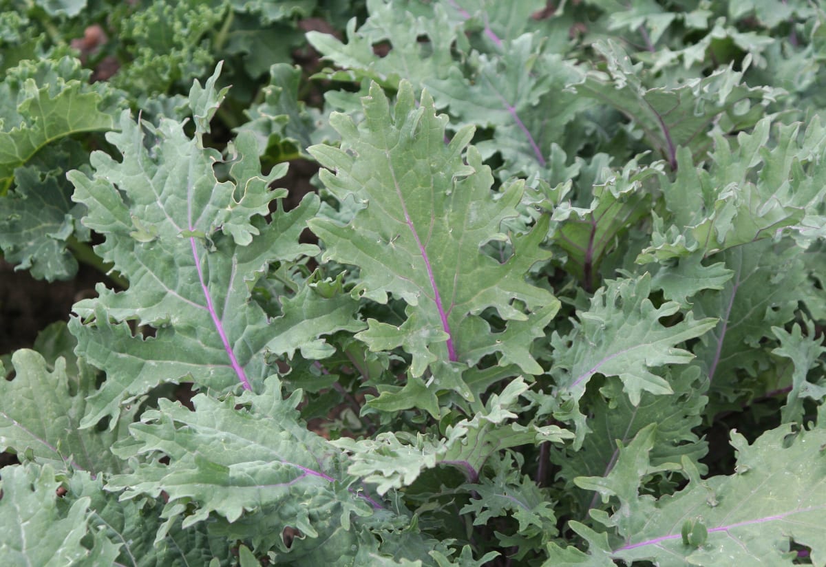 Kale 'Red Russian'