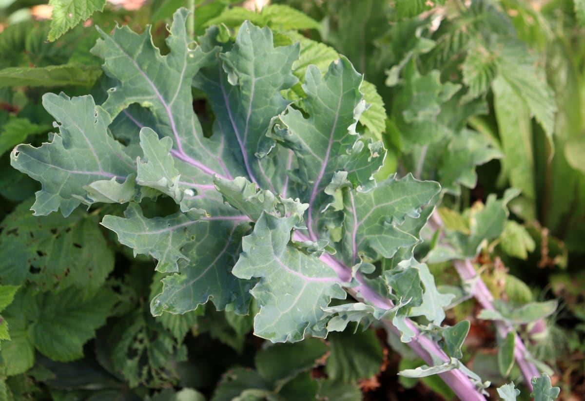Kale 'Red Ursa'