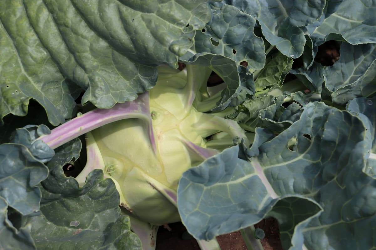 Kohlrabi 'Superschmelz'