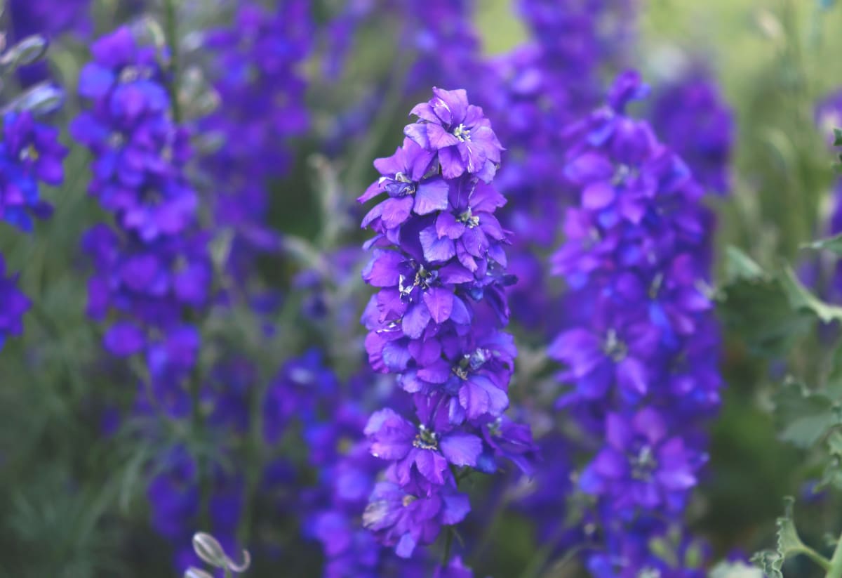 Larkspur 'Fancy Blue Purple'