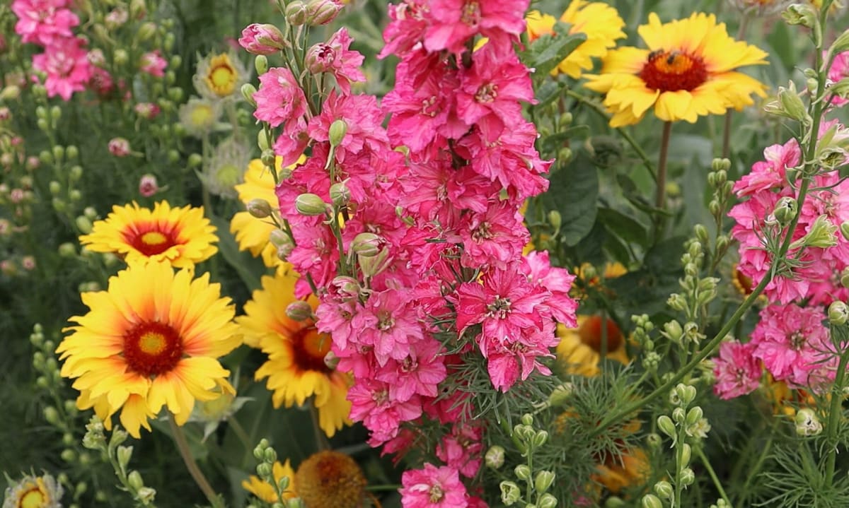 Larkspur 'Fancy Rose Striped'