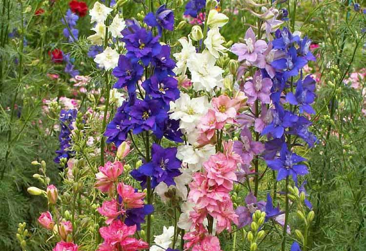 Larkspur 'Giant Imperial Mixed'