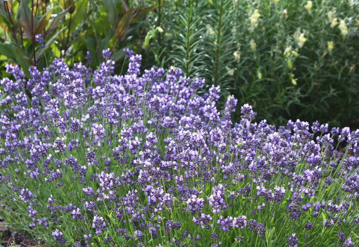 Lavender 'Lady'