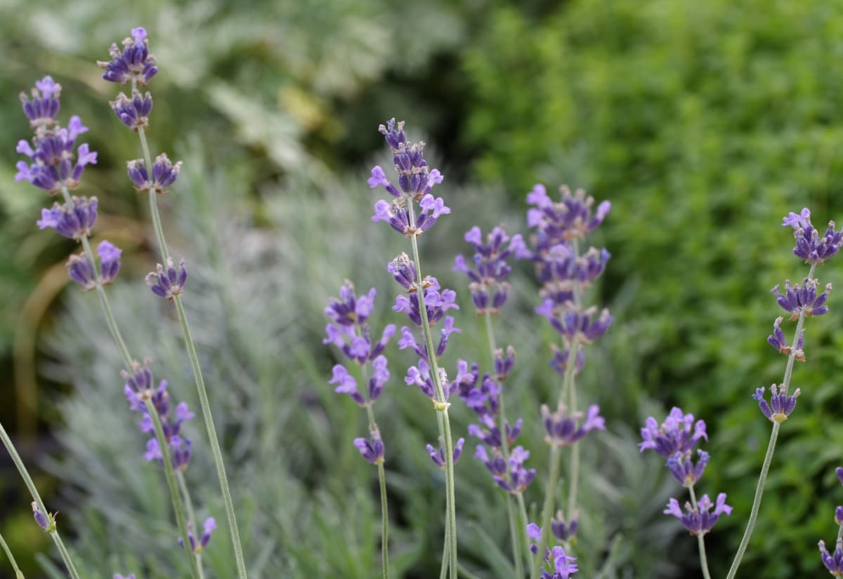 Lavender 'Vera'