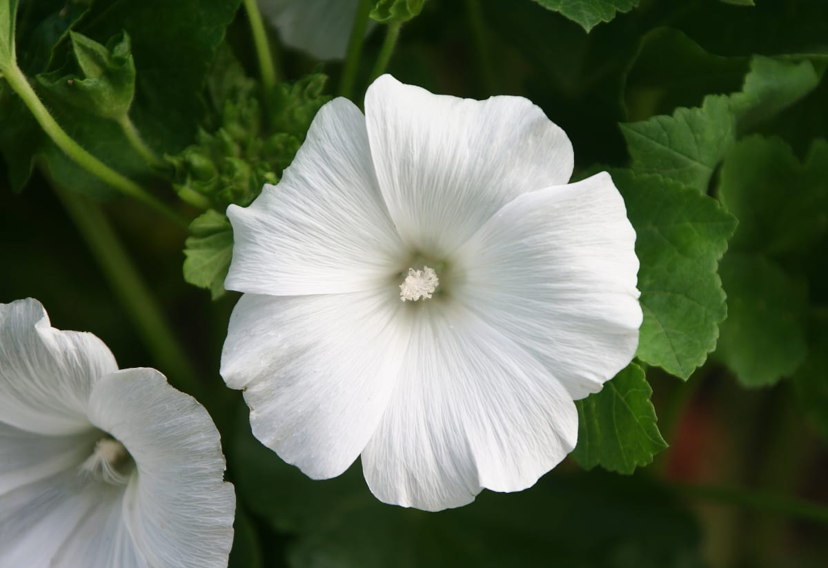 Lavatera 'Mont Blanc'