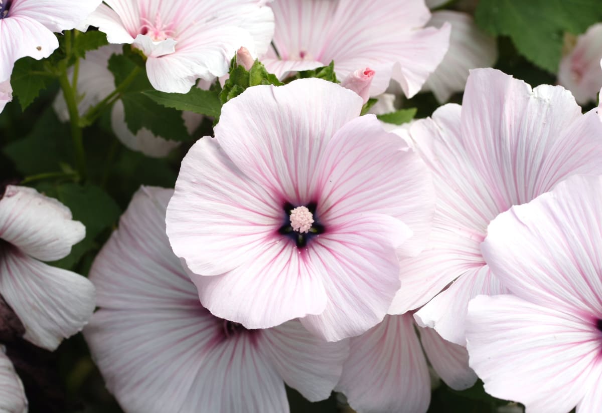 Lavatera 'Pink Beauty'