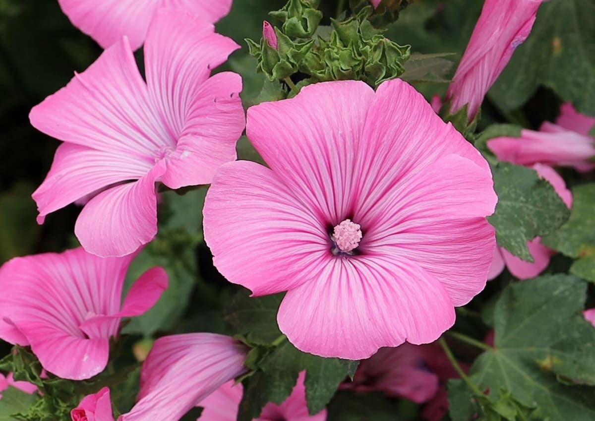 Lavatera 'Silver Cup'